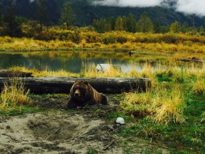 one out of the 32,00 bears in Alaska